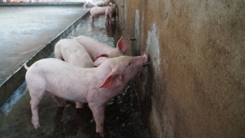 Giá heo hơi đồng loạt giảm tại khu vực miền Bắc