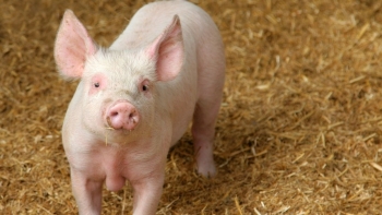Giá heo hơi hạ giá tại nhiều tỉnh thành phía Bắc