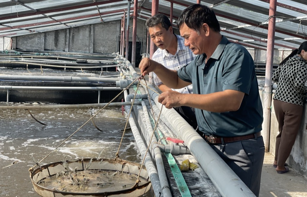Mô hình nuôi tôm thương phẩm của ông Phạm Văn Đỗ (xã Hải Ninh) cho lợi nhuận khoảng 1 tỷ đồng mỗi năm.