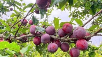 Vải, mận được mùa mất giá, vì sao chế biến vẫn chưa bứt phá?