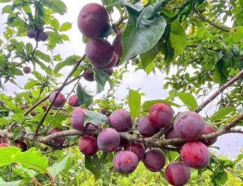 Vải, mận được mùa mất giá, vì sao chế biến vẫn chưa bứt phá?