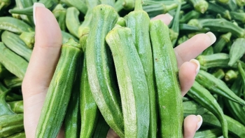 Ách tắc thanh long, ớt, đậu bắp: Khi giấy phép trở thành “nút thắt” xuất khẩu