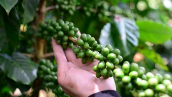 Giá cà phê hôm nay tăng vọt: Cơn sóng từ Brazil và Mỹ