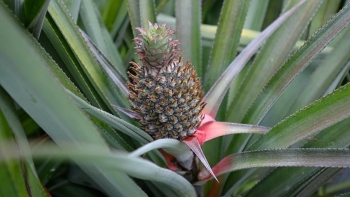 Dứa Đồng Giao: Bài học làm thương hiệu từ nông sản tươi sống đến chế biến sâu