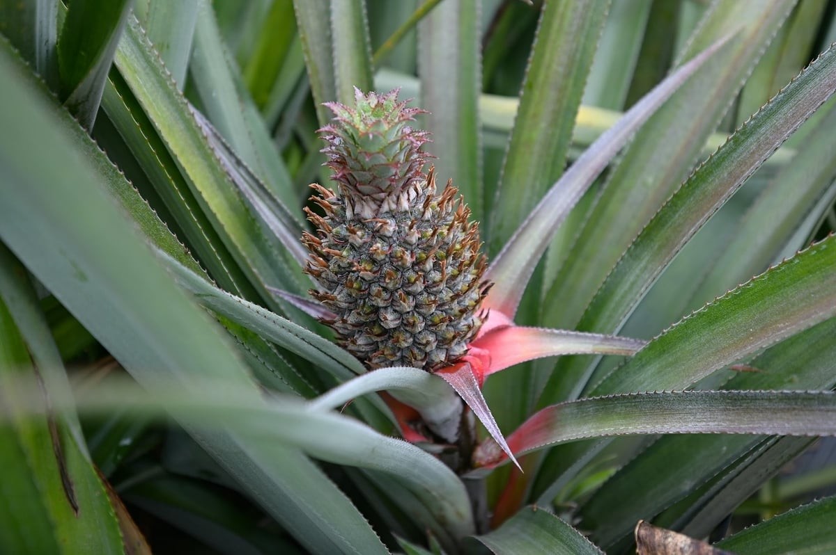 Hoa dứa Đồng Giao. Ảnh: Tùng Đinh.