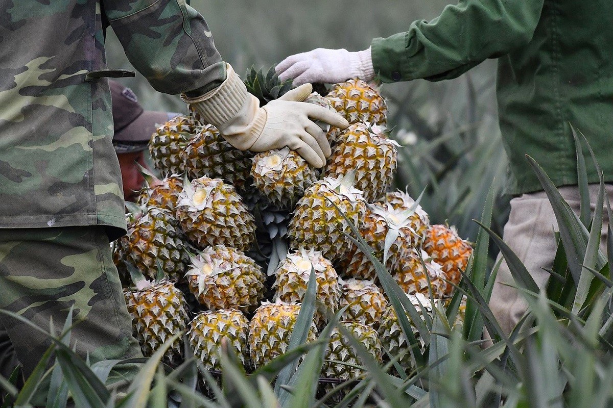Hình ảnh những quả dứa Đồng Giao thơm ngon khi bước vào vụ thu hoạch