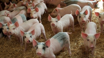 Giá heo hơi lao dốc do dịch tái bùng phát