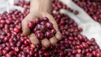 Giá cà phê hôm nay 16/7: Tăng phi mã, áp sát mốc 100.000 đồng/kg
