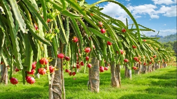 Doanh nghiệp rau quả sắp được tháo gỡ vướng mắc xuất khẩu sang châu Âu