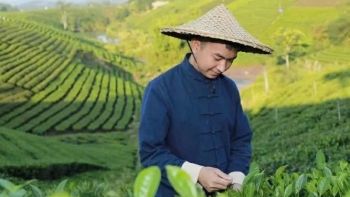 Từ phố thị trở về, chàng kỹ sư trẻ viết giấc mơ xanh trên đồi chè Thái Nguyên