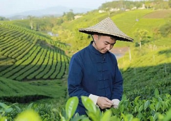 Từ phố thị trở về, chàng kỹ sư trẻ viết giấc mơ xanh trên đồi chè Thái Nguyên