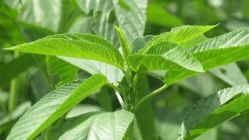 Vì sao nên thêm rau đay vào thực đơn?