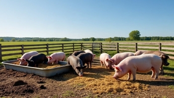 Giá heo hơi đồng loạt giảm vì sức mua yếu, dịch bệnh