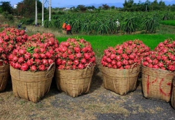 Thị trường EU nâng tiêu chuẩn, doanh nghiệp thanh long Việt cần gì để khai thông?