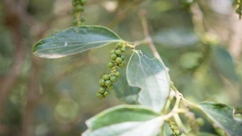 Đến lượt hồ tiêu, quế, hồi ‘kẹt’ đường xuất khẩu sang châu Âu