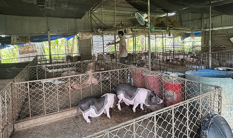 Cần triển khai quyết liệt, đồng bộ, hiệu quả các biện pháp phòng, chống dịch tả lợn châu Phi để người chăn nuôi yên tâm.