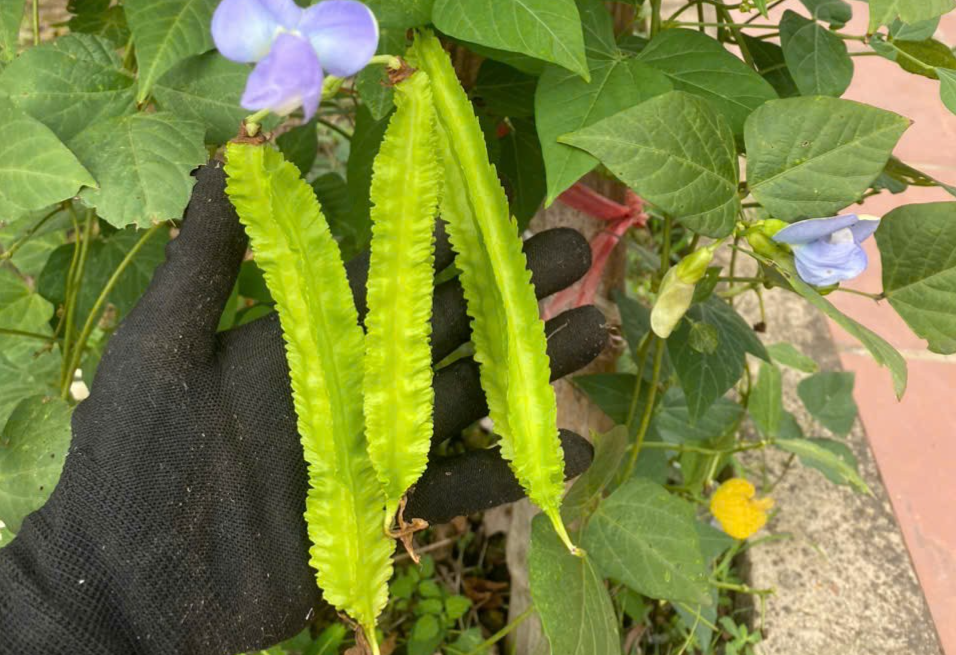 Phố Đảo Quán – Từ làng Đảo xưa đến điểm đến ẩm thực – sự kiện giữa lòng Vạn Lộc