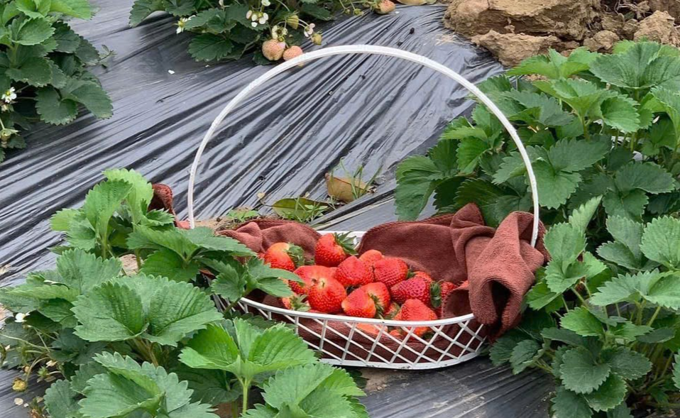 Phố Đảo Quán – Từ làng Đảo xưa đến điểm đến ẩm thực – sự kiện giữa lòng Vạn Lộc