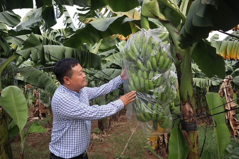 Nông dân thu hoạch chuối trong bối cảnh giá giảm sâu, đầu ra bấp bênh.