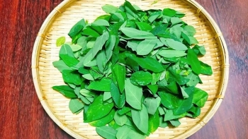 Những lưu ý không thể bỏ qua khi ăn rau ngót