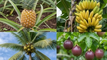 Cuộc đua tỷ đô: Chanh leo, chuối, dứa, dừa - "Kỳ lân" nông nghiệp nào sẽ về đích trước?