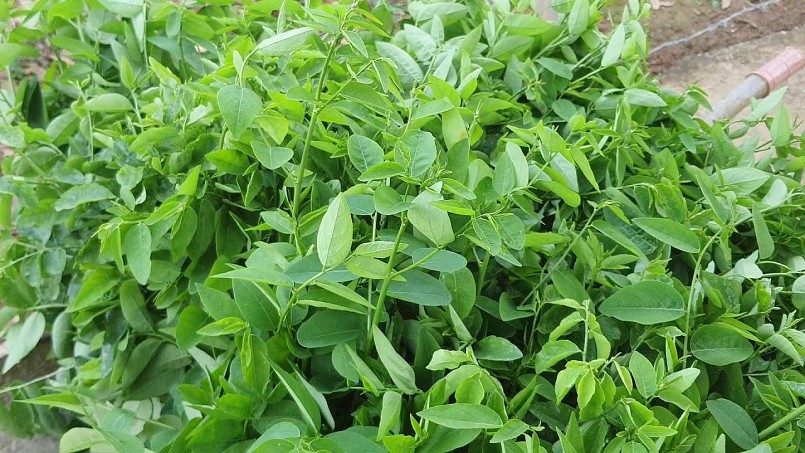 Rau ngót, một loại rau dân dã nhưng ẩn chứa vô vàn giá trị.