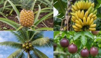 Cuộc đua tỷ đô: Chanh leo, chuối, dứa, dừa - "Kỳ lân" nông nghiệp nào sẽ về đích trước?