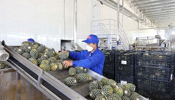 Dứa Việt được giá ở châu Âu: Cơ hội hay giấc mơ tỷ đô?