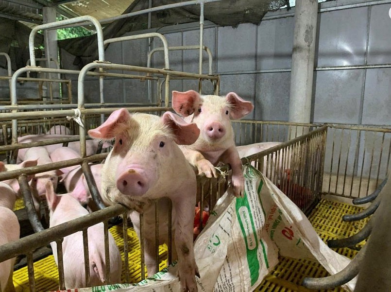 đà giảm vẫn đang kéo dài trên thị trường heo hơi cả nước. đà giảm vẫn đang kéo dài trên thị trường heo hơi cả nước.