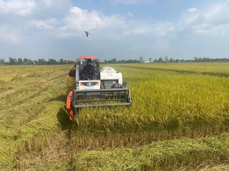 Cơ giới hóa thu hoạch lúa trong mô hình của Đề án 1 triệu ha lúa tại HTX Nông nghiệp Hưng Lợi - Ảnh: VGP/LS