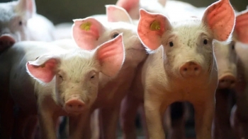 Giá heo hơi chững lại sau nhiều ngày giảm