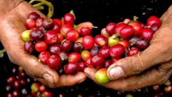 Giá cà phê thế giới lao dốc mạnh, trong nước tạm giữ mốc 94.000 đồng/kg