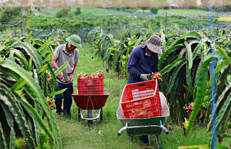 Nông dân thu hoạch thanh long tại vùng trồng trọng điểm, nhưng sản phẩm chủ yếu xuất thô khiến giá trị chưa được nâng cao.