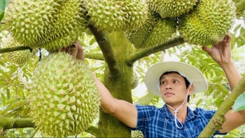 Xuất khẩu sầu riêng phục hồi: Bài học từ kiểm soát chất lượng tận gốc