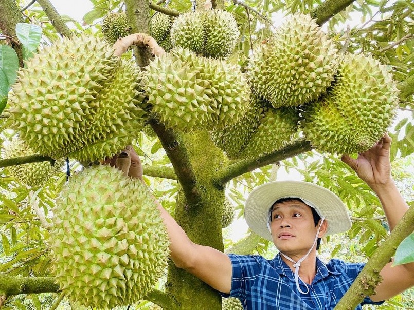 Nhân viên kỹ thuật kiểm tra chất lượng sầu riêng tại vùng trồng trước khi thu hoạch để đảm bảo đáp ứng tiêu chuẩn xuất khẩu sang Trung Quốc. Nhân viên kỹ thuật kiểm tra chất lượng sầu riêng tại vùng trồng trước khi thu hoạch để đảm bảo đáp ứng tiêu chuẩn xuất khẩu sang Trung Quốc.