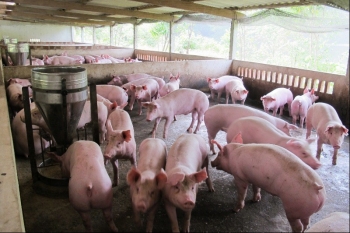 Kiến nghị thống nhất thuế VAT với thức ăn chăn nuôi truyền thống