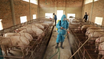 Kiểm soát dịch tả lợn: Từ hộ nhỏ lẻ đến chuỗi an toàn