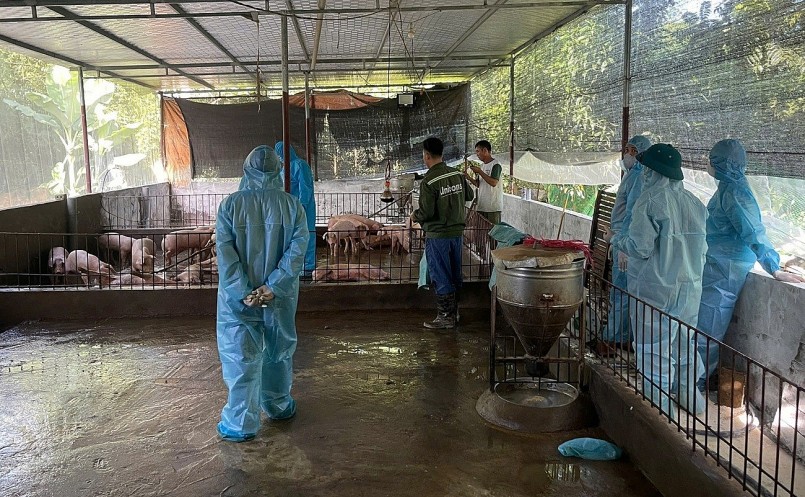 Kiểm soát dịch tả lợn: Từ hộ nhỏ lẻ đến chuỗi an toàn