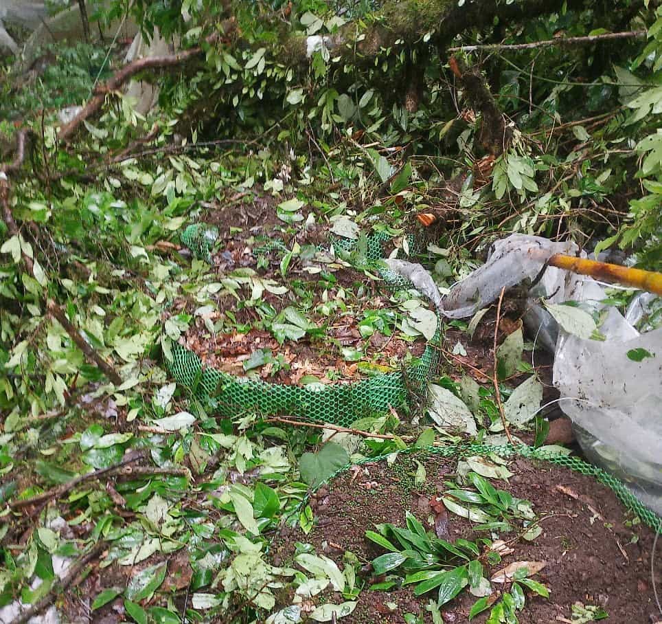 Cây, lá vườn sâm bị gió bão quật tơi bời, hư hại. Ảnh: Thanh Tuấn Cây, lá vườn sâm bị gió bão quật tơi bời, hư hại. Ảnh: Thanh Tuấn