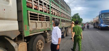 Gia Lai: Tạm giữ xe chở 54 con lợn nghi nhiễm dịch tả lợn châu Phi