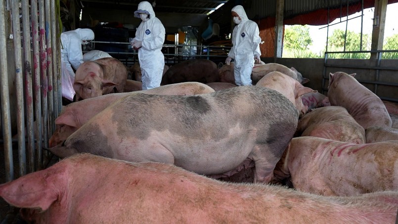 Lực lượng thú y kiểm tra, giám sát đàn lợn tại khu vực có dịch tả lợn châu Phi bùng phát – biện pháp nhằm khoanh vùng, ngăn dịch lây lan và ổn định thị trường.
