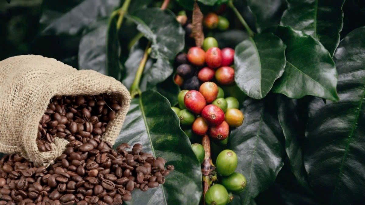 Thủ tướng chỉ đạo tháo gỡ khó khăn cho ngành cà phê và cá ngừ