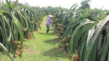 Thủ tướng chỉ đạo gỡ vướng cho hồ tiêu, thanh long xuất khẩu sang EU
