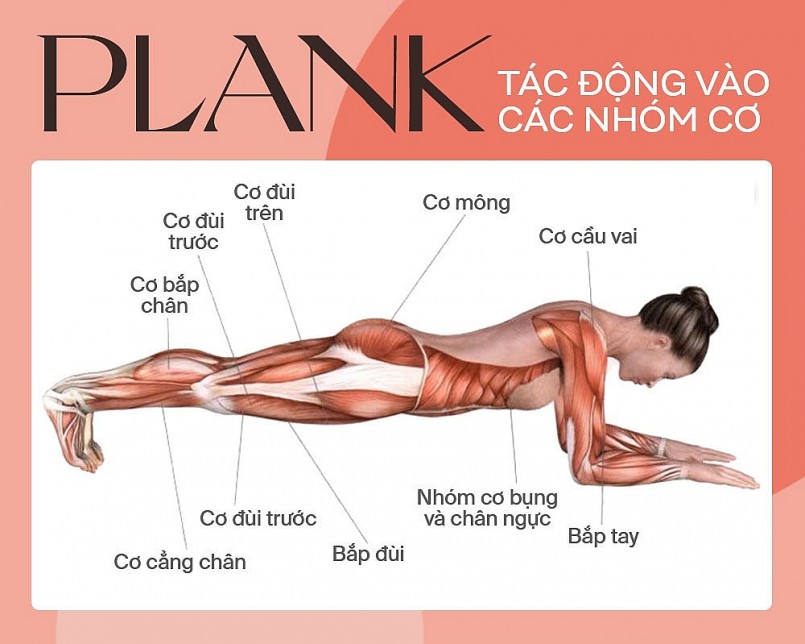 Plank tác động đồng thời lên nhiều nhóm cơ quan trọng – đặc biệt là vùng bụng, lưng và hông – giúp xây nền thể lực bền vững theo thời gian.