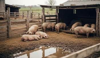 Giá heo hơi giảm, dịch bệnh tái bùng phát trên diện rộng