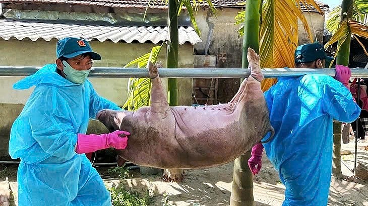 ực lượng thú y kiểm tra xác định ổ dịch tả heo tại một hộ chăn nuôi quy mô nhỏ ở khu vực phía Bắc.