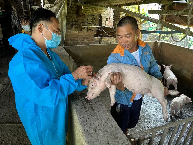 Cán bộ thú y tiêm vaccine dịch tả heo châu Phi tại một hộ chăn nuôi nhỏ lẻ ở địa phương.