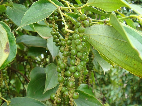 Nguyên liệu hồ tiêu được thu mua trực tiếp từ nông hộ – hình thức phổ biến nhưng thường không có hóa đơn tài chính.