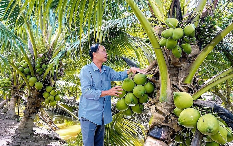 Gia nhập “câu lạc bộ tỉ đô”: Cuộc đua mới của trái cây Việt