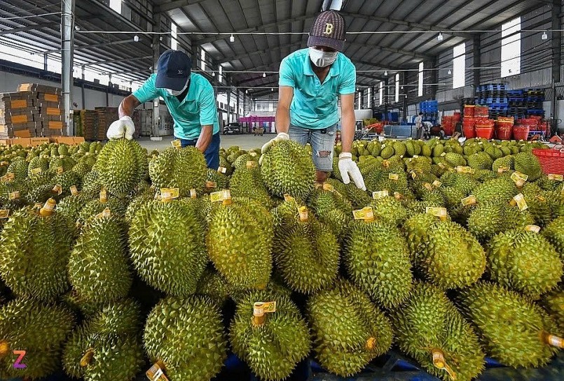 Gia nhập “câu lạc bộ tỉ đô”: Cuộc đua mới của trái cây Việt